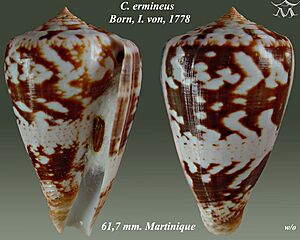 Conus ermineus 1.jpg