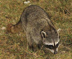 Cozumel Raccoon2.jpg