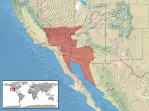 Crotalus cerastes distribution.png