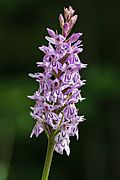 Dactylorhiza fuchsii Mariazell 01