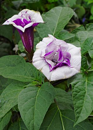 Datura FR 2012