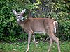 Deer female in wild.jpg