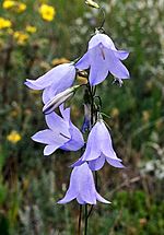 DwHarebell