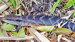 Gemeiner Blauzungenskink