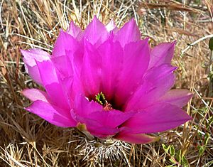 Echinocereus engelmannii 10