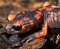 Ensatina eschscholtzii platensis (3405603045)