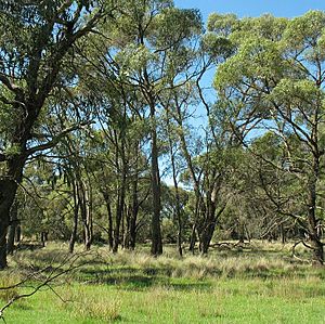 Eucalyptus aggregata habit.jpg