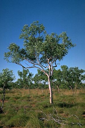 Eucalyptus brevifolia.jpg