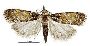 Eudonia thyridias female.jpg