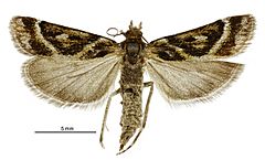 Eudonia xysmatias female.jpg