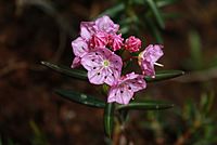 Fleurs K polifolia