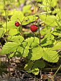 Fragaria vesca LC0389.jpg