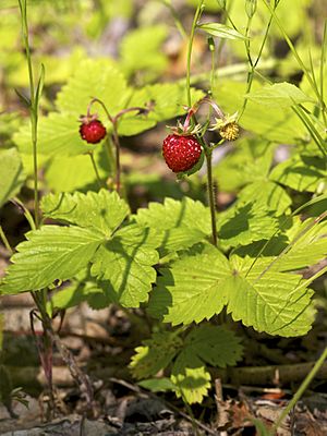 Fragaria vesca LC0389