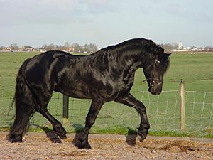 Frisian horse