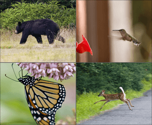 Ganoga Lake animals