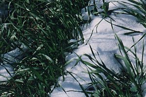 Grassinsnow