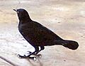 Greater Antillean Grackle