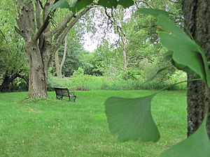 Guelph Arboretum Gingko biloba.jpg