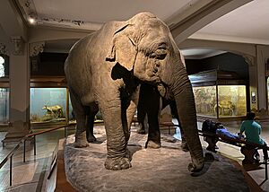 Indian elephant in Hall of Asian Mammals at AMNH
