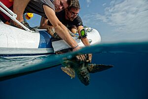 Lampedusa tortue libre