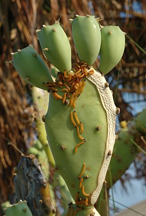 Larvaefeedingoncacti