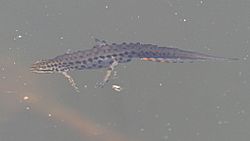 Lissotriton vulgaris 9630.JPG