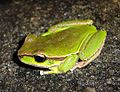 Litoria citropa green