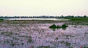 Lotus pond Sambuor