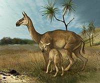 Macrauchenia (reconstruction)