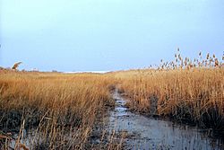 Lyndhurst portion of New Jersey Meadowlands.