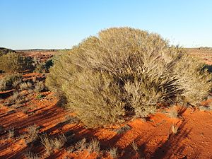 Melaleuca interioris (habit).jpg