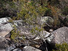 Melaleuca paludicola habit