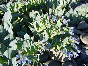 Mertensia maritima 2.jpg