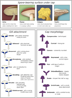 Mushroom cap morphology2