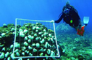 NOAA scuba diver surveying bleached corals