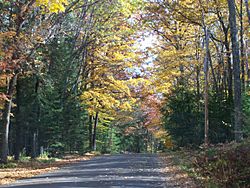 OcontoCountyWoods