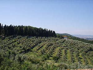 Hills in the territory of Calenzano