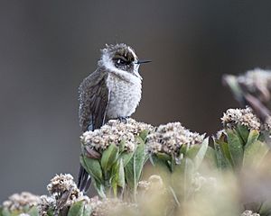 Oxypogon guerinii female.jpg