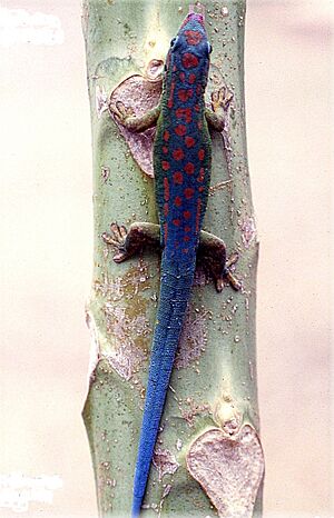 Phelsuma cepediana Mauritius 040128.jpg