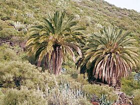 Phoenix canariensis (Puntallana) 01