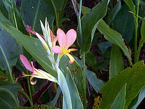 Pink Canna