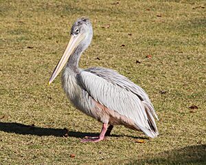 Pink backed pelican side view.jpg