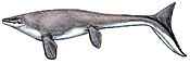 Platecarpus tympaniticus