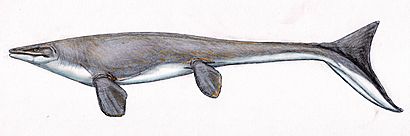 Platecarpus tympaniticus