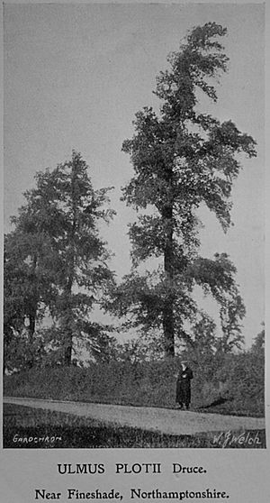 Plot Elm - Nr. Fineshade - before 1911