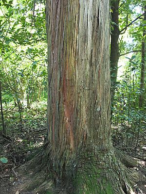 Prouse Bush Totara