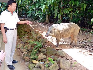 Pulau Ubin tame wild boar