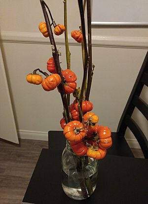 Pumpkin tree