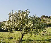 Pyrus amygdaliformis