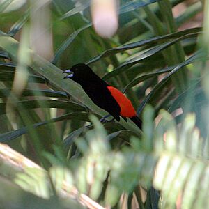 Ramphocelus costaricensis -Costa Rica-8.jpg